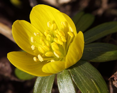 A winter aconite